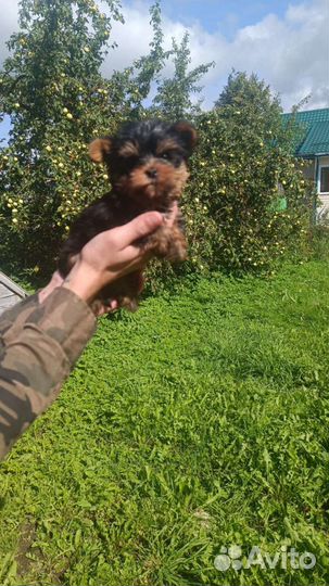 Йоркширский терьер