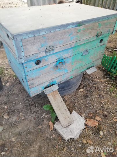 Продаю семью с медом можно с ульем