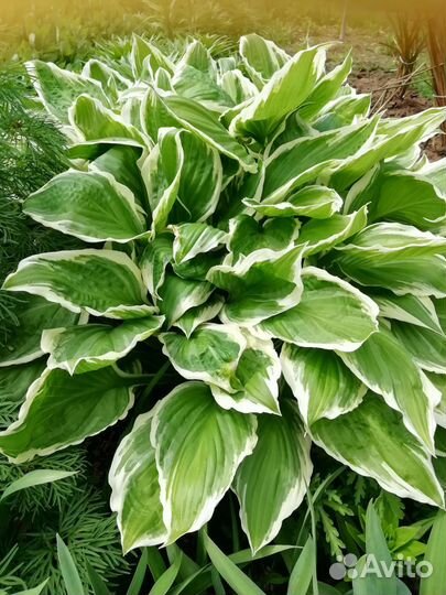 Садовые многолетники