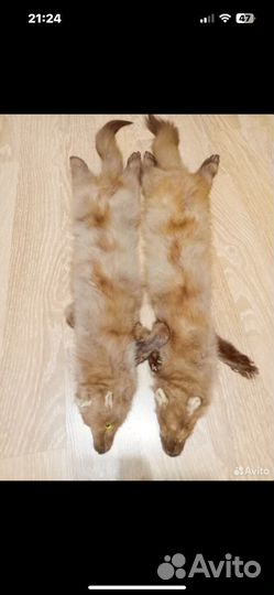 Шкуры куницы