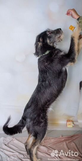 Собака Грэй