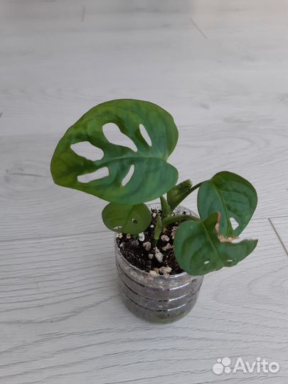 Монстера манки