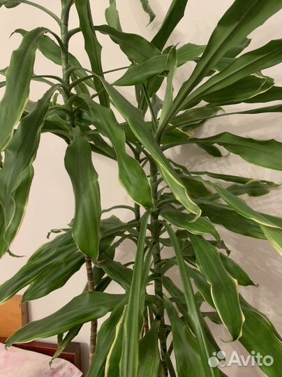 Пальма драцена