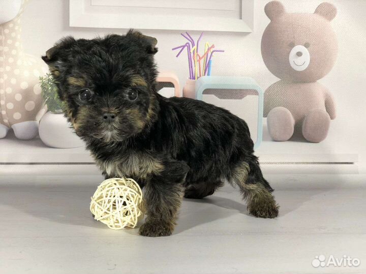 Крошечная йорочка