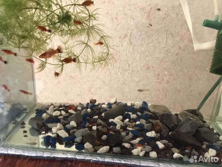 Аквариум с рыбками и содержимым