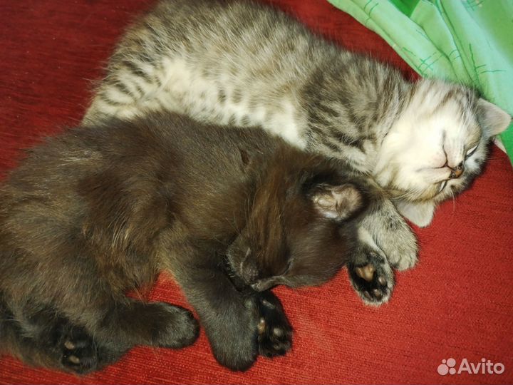 Котята бесплатно