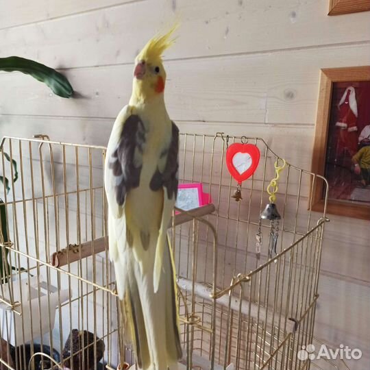Попугай корелла с клеткой