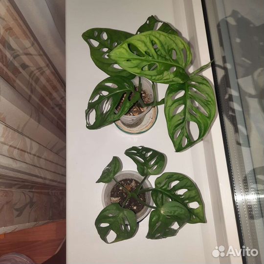 Монстера манки маск