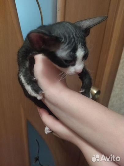 Котята сфинкс