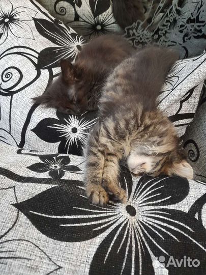 Отдам котят в хорошие руки