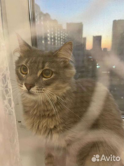 Пушистый кот в добрые руки