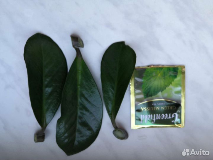 Замиокулькас