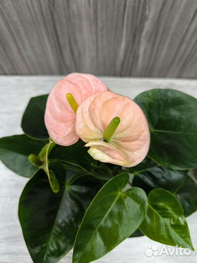Антуриум Андреанум Спирит (Anthurium Spirit)