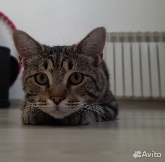 Отдам кота в добрые руки