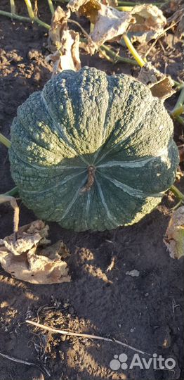 Тыква жаба мраморная,и лазурная