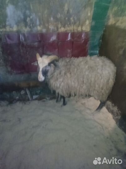 Баран на племя