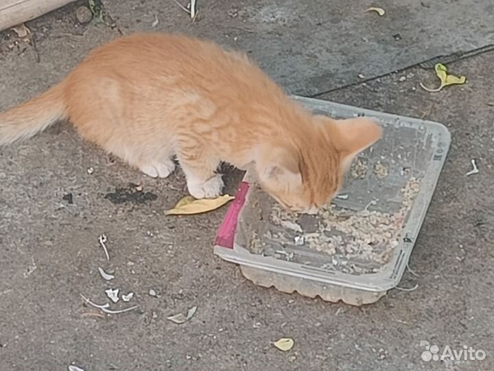 Котята в добрые руки бесплатно