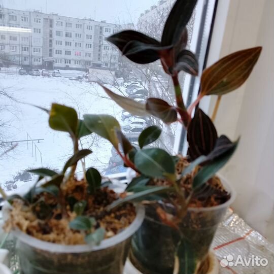 Цветы комнатные