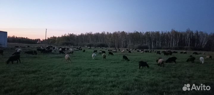 Овцы бараны