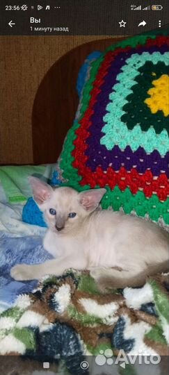 Ориентальные котята