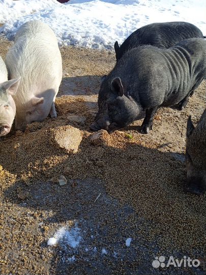 Вьетнамск вислобрюхий поросенок