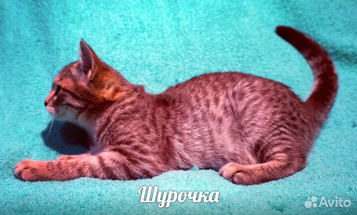 Особенная кошечка