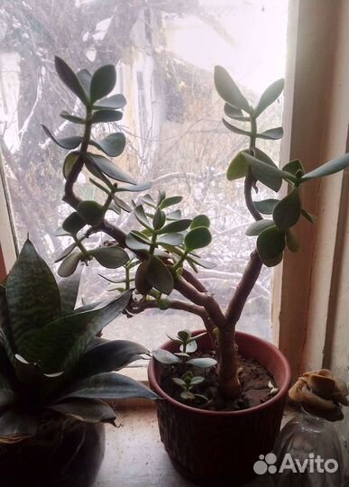 Толстянка - денежное дерево