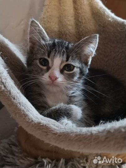 Миникошечка Малинка, котенок в добрые руки