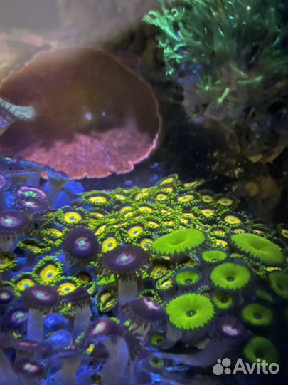 Морские кораллы для аквариума