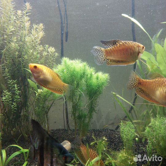 Гурами золотой