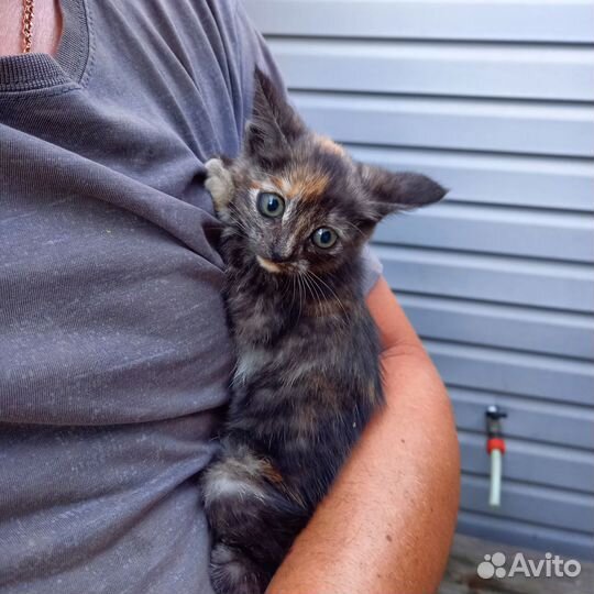 Отдам в добрые руки