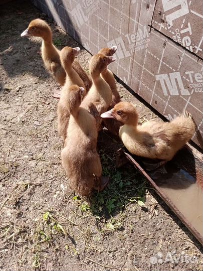 Утята индоутки