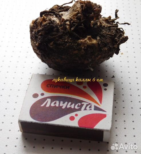 Цветы садовые