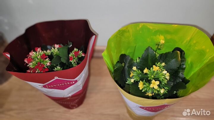 Каланхоэ
