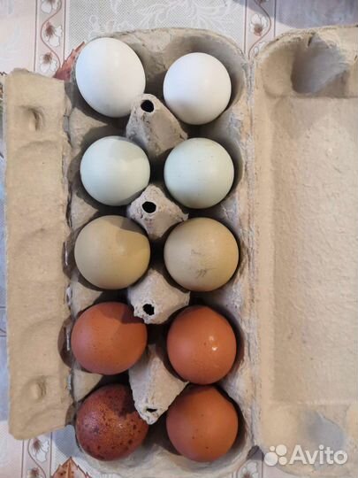 Домашние куриные яйца