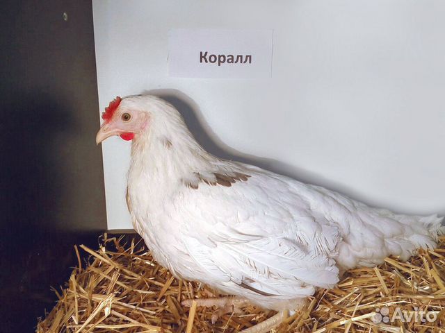 Куры кросс коралл фото