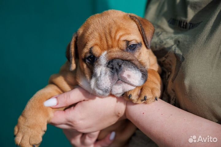 Рыжие и красные английские котятки с доставкой