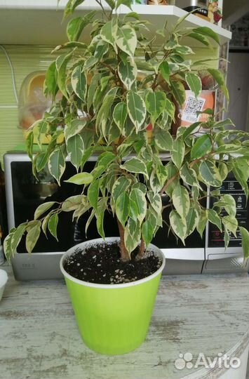 Фикус бенджамина пестролистный