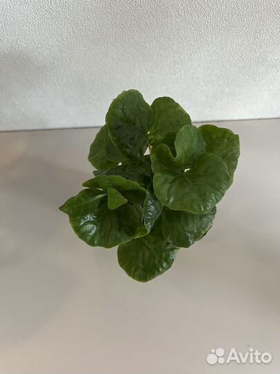 Кофе Арабика