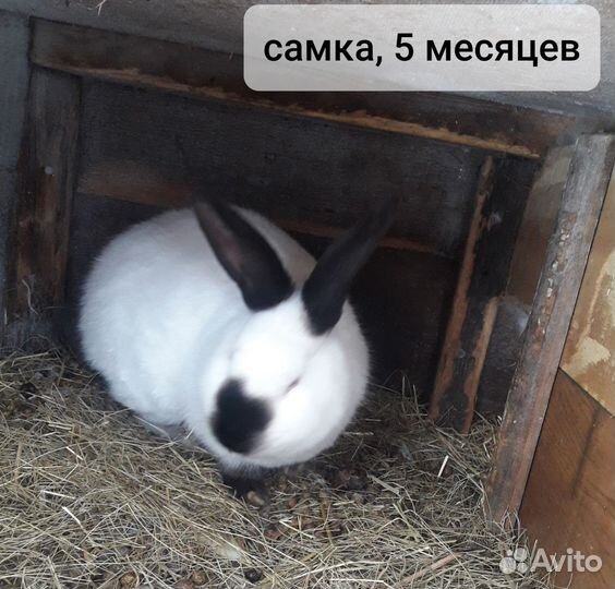 Калифорнийские кролики