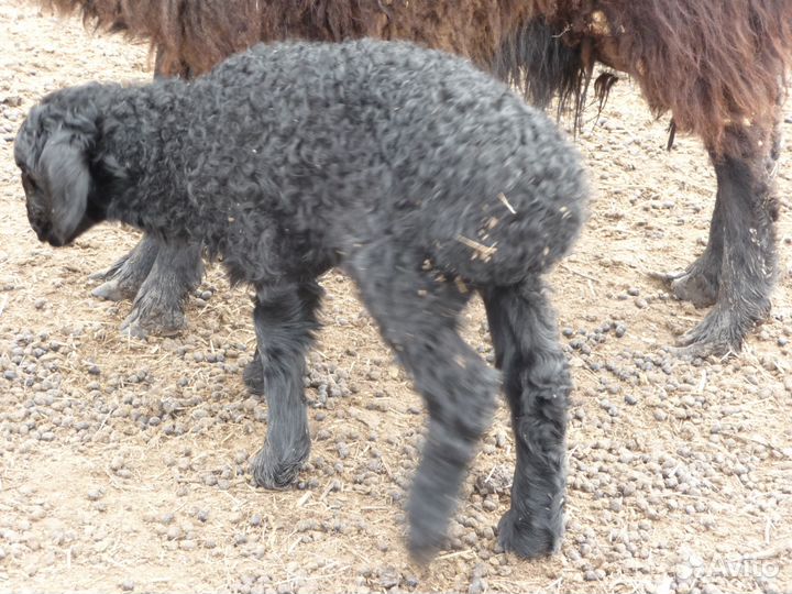 Баранчики Эдильбаваевские