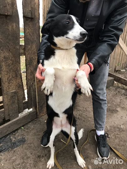 Собака в добрые руки