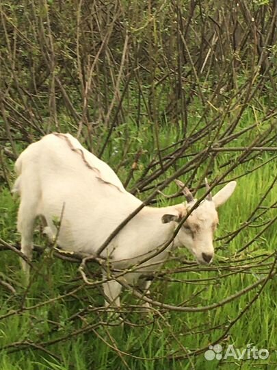 Козочки и козлята