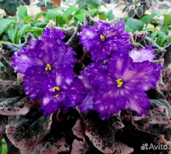 Фиалки набор деток