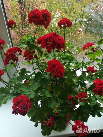 Пеларгонии Мадам Селерон и розебудные