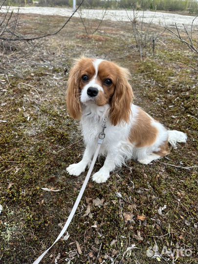 Кавалер кинг чарльз спаниель девочка