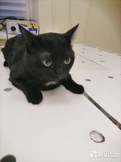 Ветеринарный врач на дом