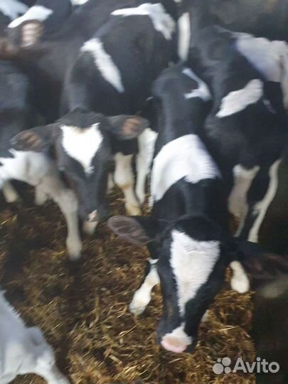 Телята бычки