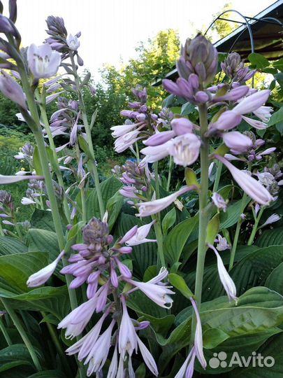 Многолетки: хризантема, ромашка, энотера