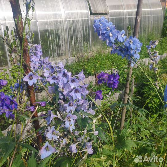 Дельфиниум